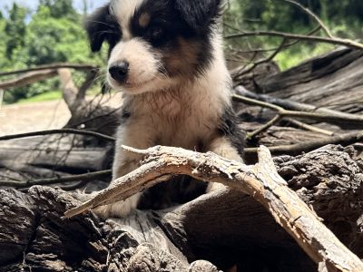 Border Collie – Gympie