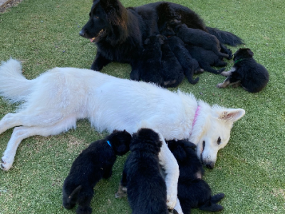 German Shepherd – Nicky