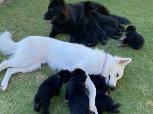 German Shepherd – Nicky