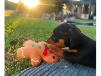 Dogs – Fassifern Valley