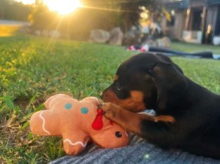 Dogs – Fassifern Valley