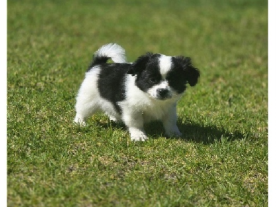 Maltese – Carlingford