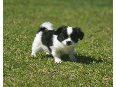 Maltese – Carlingford