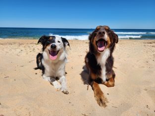 Border Collie – Bonnyrigg