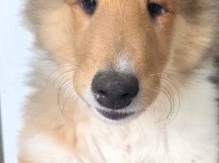 Collie (Rough) – Wollongong