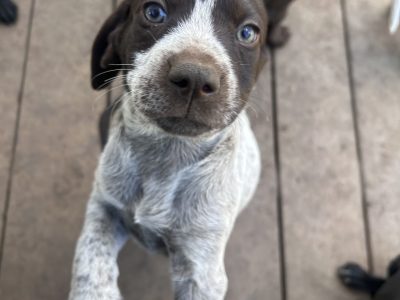 German Shorthaired Pointer – Warragul