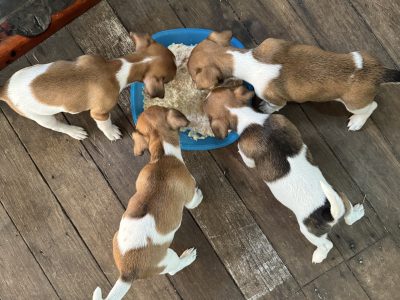 Jack Russell – Tabulam