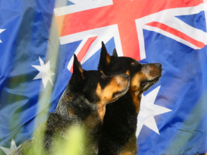 Australian Cattle Dog – Cowra