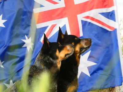 Australian Cattle Dog – Cowra