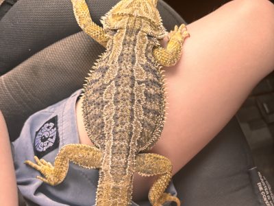 Bearded Dragon – Mannering Park