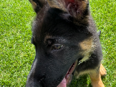 German Shepherd – Connells Point