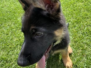 German Shepherd – Connells Point