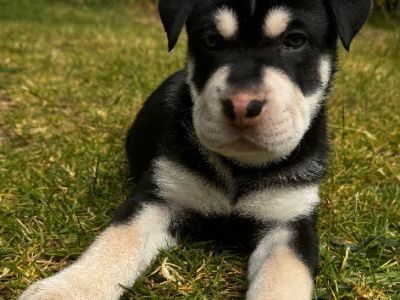 German Shepherd – Richard