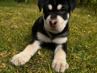 German Shepherd – Richard