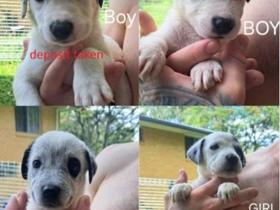 Maremma Sheepdog – Gailes