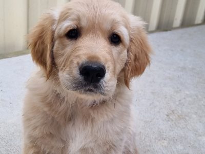 Golden Retriever – Kilmore