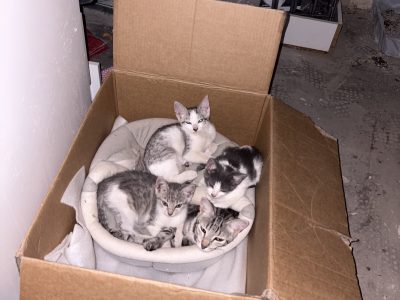 Domestic Short Hair – Liverpool