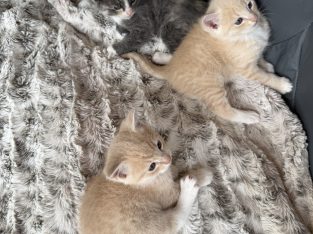 Domestic Long Hair (DLH) – New Norfolk