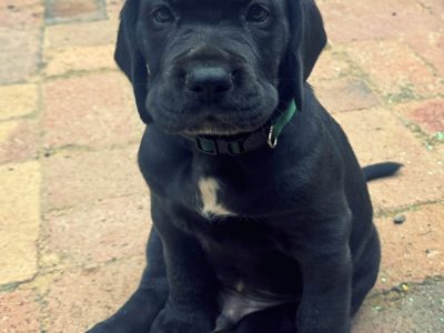 Great Dane – Bowen Mountain