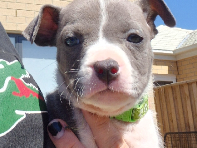 American Staffordshire Bull Terrier – Megan James