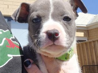 American Staffordshire Bull Terrier – Megan James