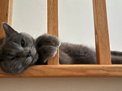 British Shorthair – Burwood