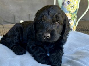 Spoodle – Menindee