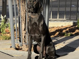 German Shorthaired Pointer – Hurstville Grove