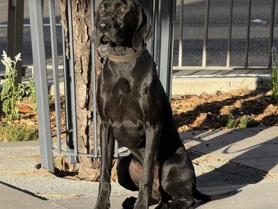 German Shorthaired Pointer – Hurstville Grove