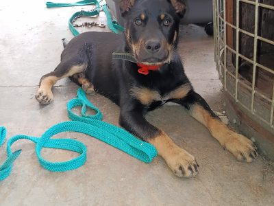 Australian Kelpie – Birdwood