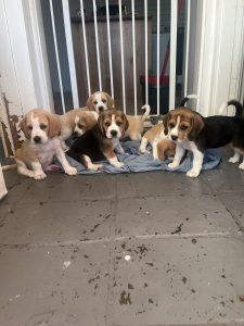 Beagle – Dapto