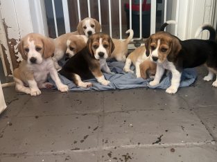 Beagle – Dapto