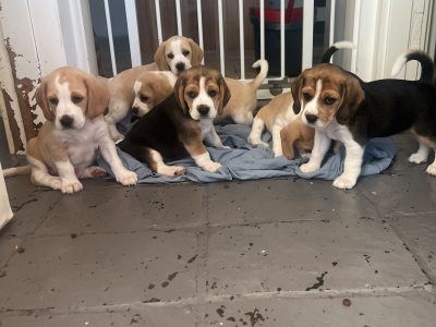 Beagle – Dapto