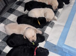 Goldador – Park Ridge