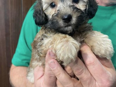 Moodle – South Windsor