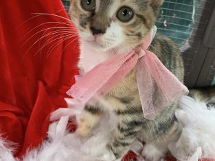 Cats – Hassall Grove