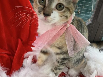 Cats – Hassall Grove