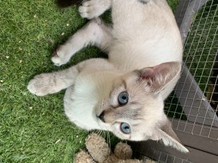 Domestic Short Hair (DSH) – Hassall Grove