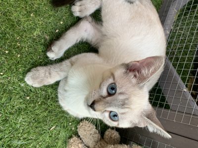 Domestic Short Hair (DSH) – Hassall Grove