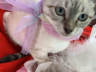 Domestic Short Hair (DSH) – Hassall Grove