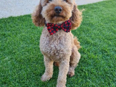 Toy Moodle – Rosewater