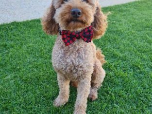 Toy Moodle – Rosewater