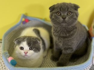 Scottish Fold – Nanango