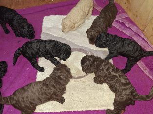 Goldendoodle – Norwood