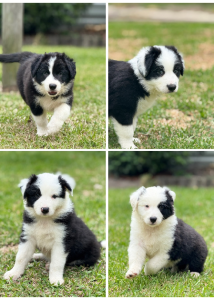 Border Collie – Medowie