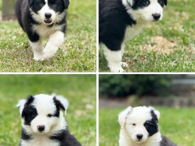 Border Collie – Medowie
