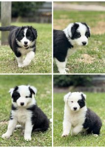 Border Collie – Medowie