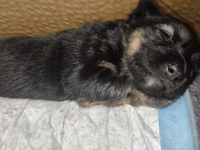 German Shepherd – Revesby