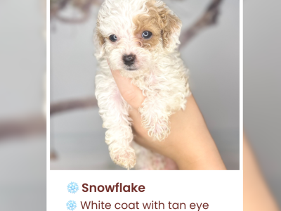 Cavoodle – Maitland