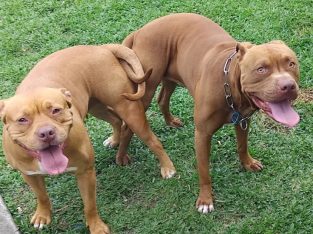 American Staffordshire Bull Terrier – Fiona Summersides